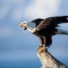 Darting specks of light in my vision - know what they are? - last post by vissu