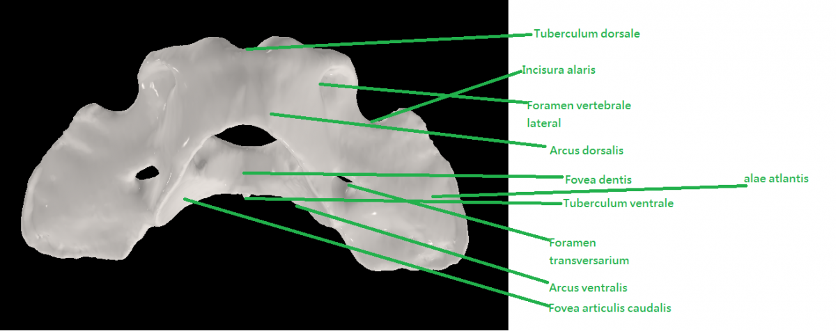 The first cervical vertebra - Homework Help - Science Forums