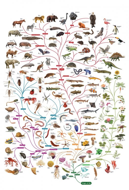 Charles Darwin tree of life poster.jpg