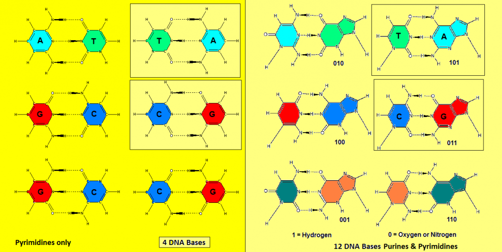4_12 Bases DNA.PNG