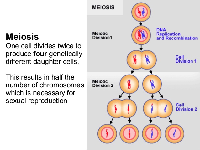 mitosis-and-meiosis-9-638.jpg.885dfb656632919800cf806b1d8e73c9.jpg
