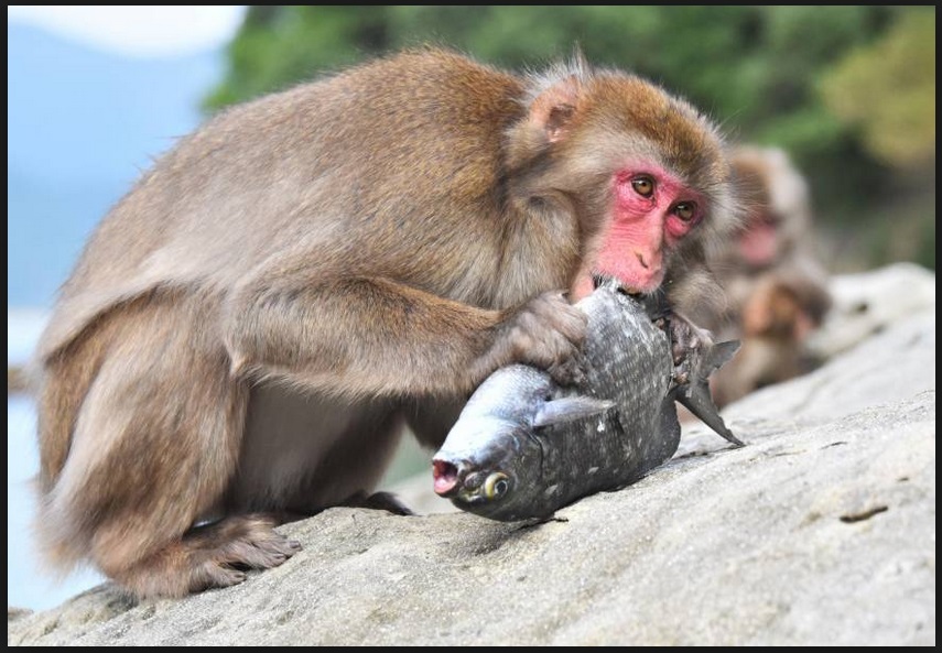 5b7571538079e_monkeyeatingfish.jpg.af2de76e668ecbe0fce4d2c26c718624.jpg