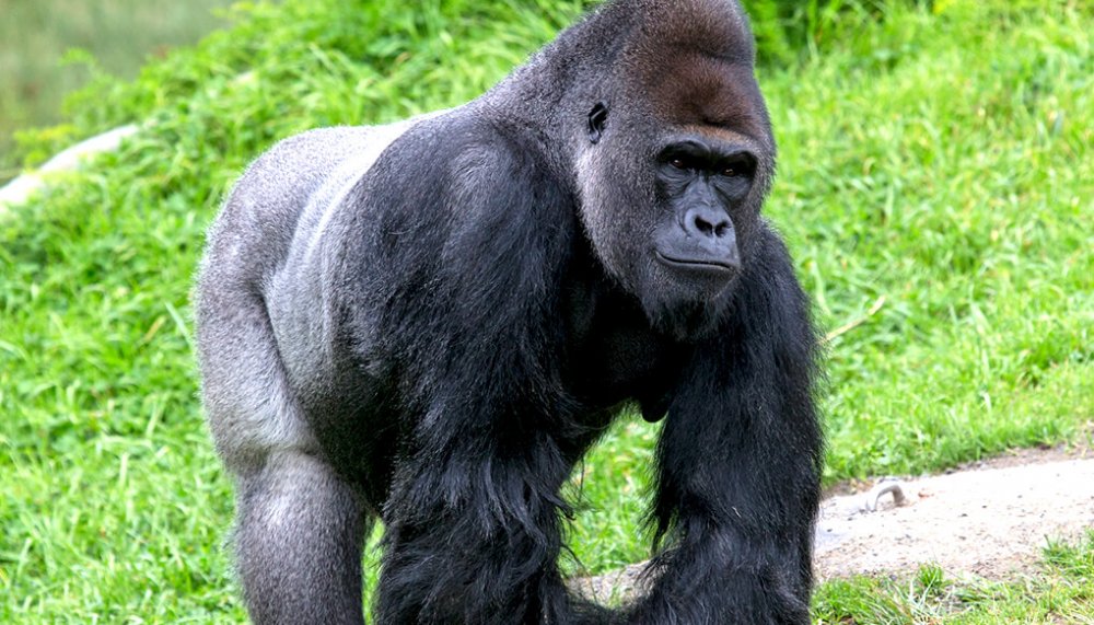 animal-hero-gorilla.jpg