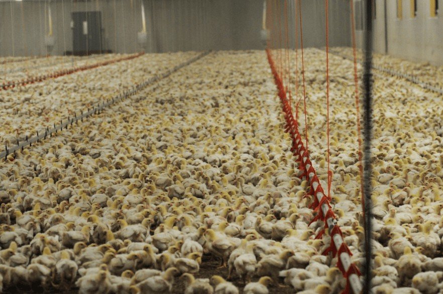 poultry-farm.jpg.d173a06932cee2938b09bd6f72e18927.jpg