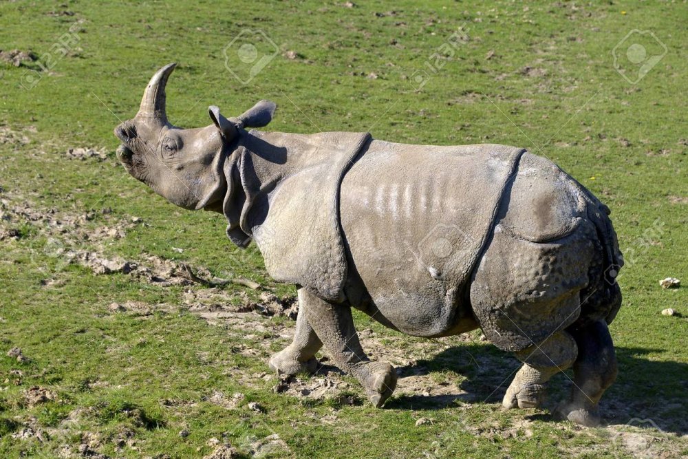 92472263-indian-rhinoceros-rhinoceros-unicornis-walking-on-grass-viewed-from-profile.jpg