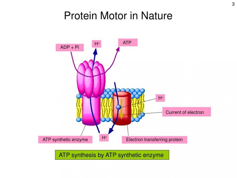 protein-motor-in-nature-l.jpg