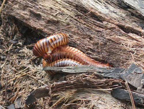 Why is there a Great Divide between animal designs? Never read anything about this anywhere!