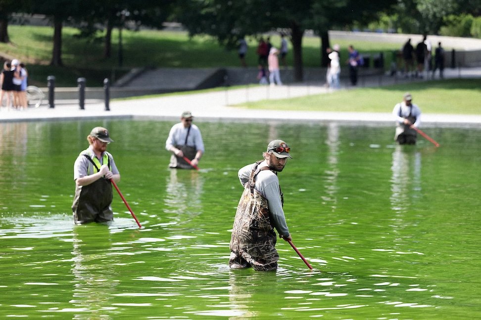 MAGA  - Make Algae Green Again