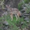 Coyote