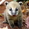 battycoati